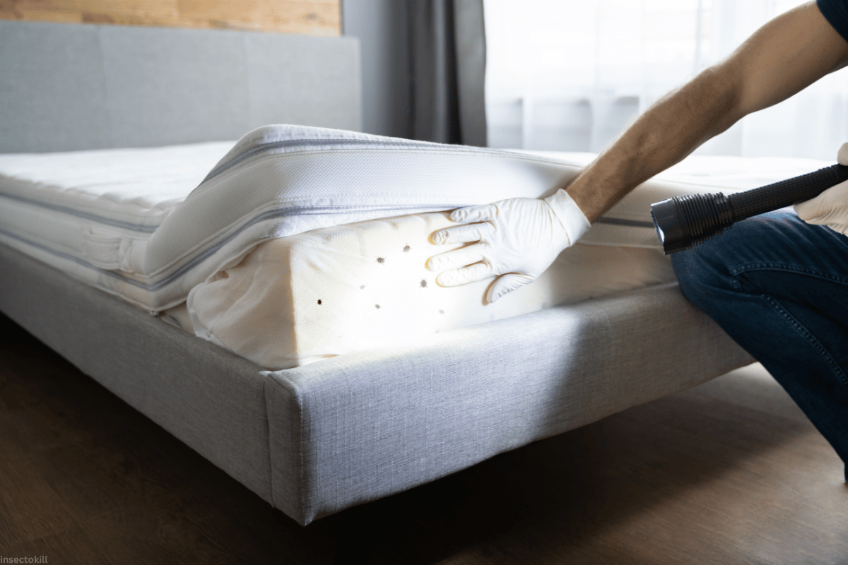 bed bug control service in dubai