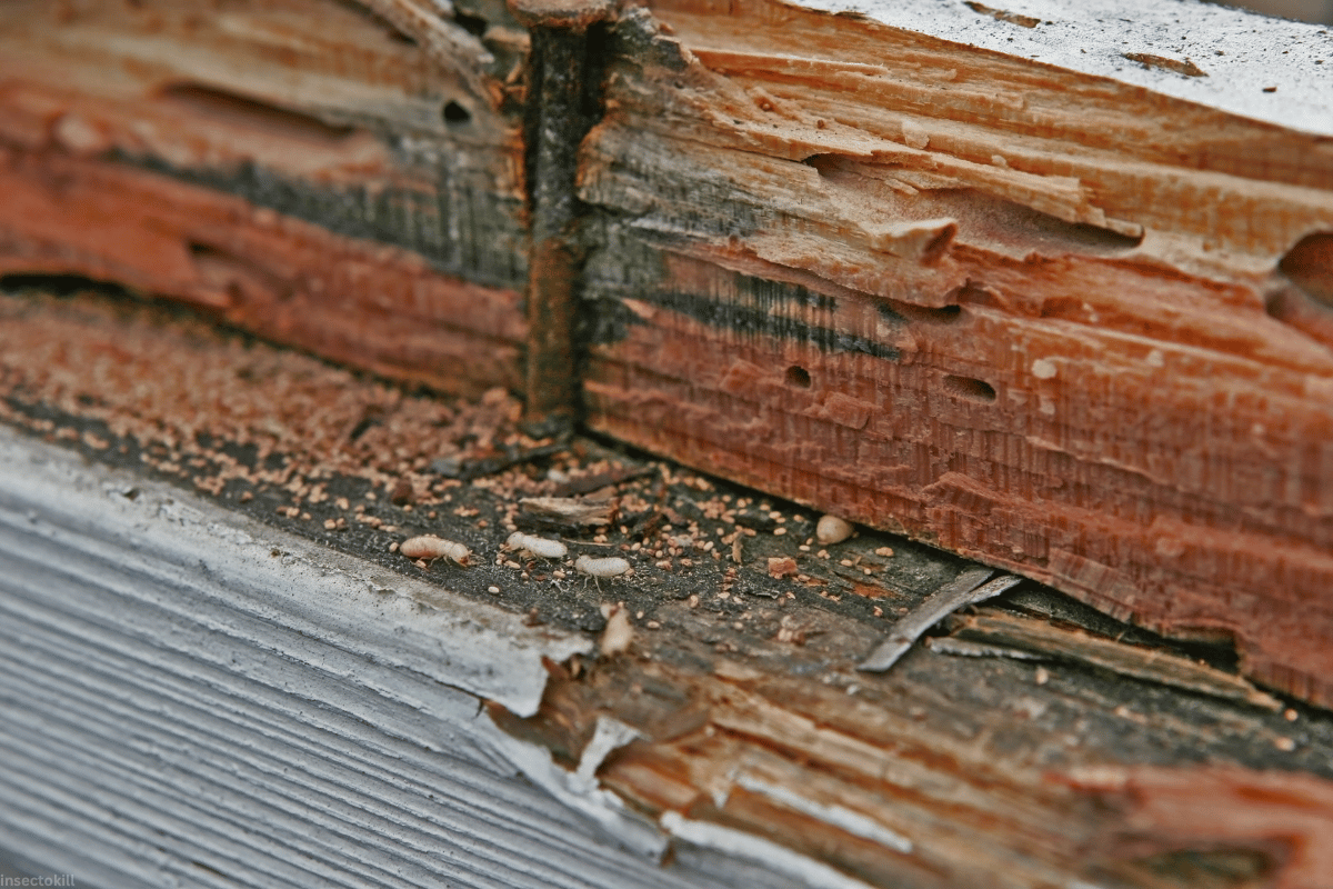 Dubai’s expert termite control service