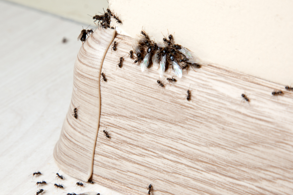 Ants Pest Control Dubai – Fast, Safe, and Effective Ant Removal Services